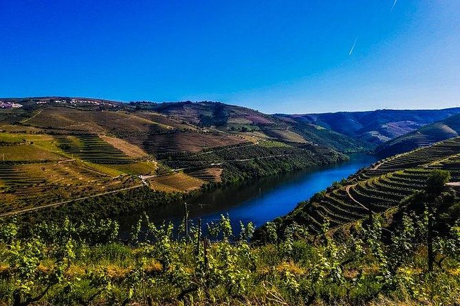 Best of Douro Valley Wine Full Day Private Tour - Stop 1 in Peso da Régua: Winery Time With Top Port and Dry Wines