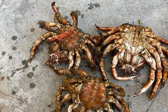 Buy, Cook & Taste-Gastronomic Tour North Portugal - Stop 1 at the north coast fish market: choosing your lunch like locals