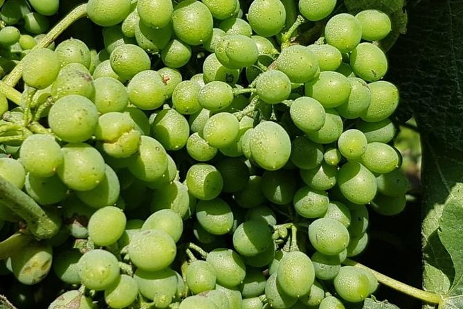 Dão Wine Region: Portuguese version on Bordeaux - Two Cellars and Two Tastings: How the Wine Experience Plays Out