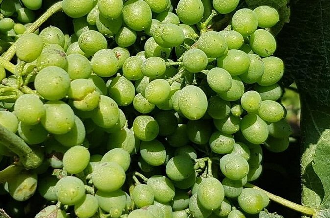 Dão Wine Region: Portuguese version on Bordeaux - Duration, Pickup Options, and Dress Code That Actually Matter