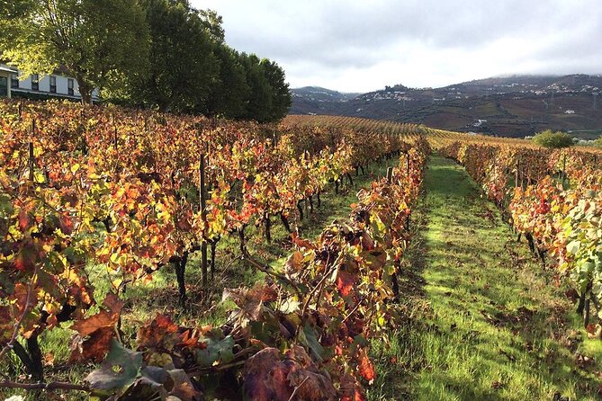Douro: luxury walking tour with lunch at Quinta da Pacheca - Quinta da Pacheca, in the middle of it all