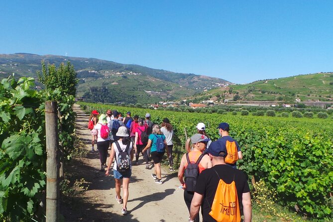 Douro: luxury walking tour with lunch at Quinta da Pacheca - Price, private group time, and what pickup really means
