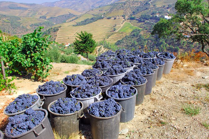 Douro Private Tour with Transport - Why This Private Douro Tour Works From Porto