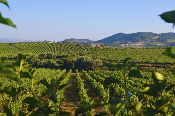 Douro Three Winery Small Group Tour with Lunch and Tastings - Why this Douro day trip works so well from Porto