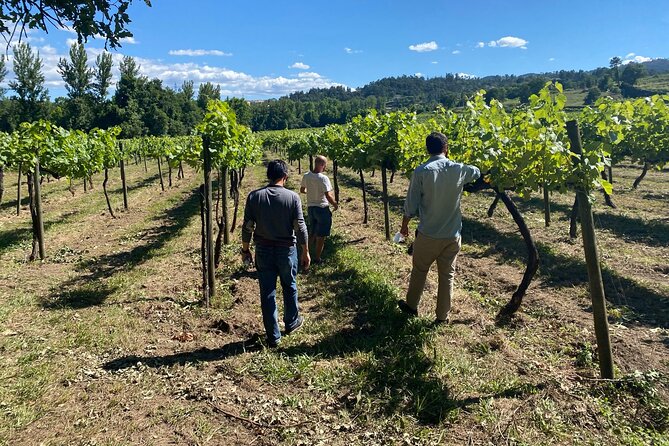Douro Valley: A Half-Day, 1 winery, tatings & 1-h Boat tour - The Half-Day Plan From Porto That Actually Fits