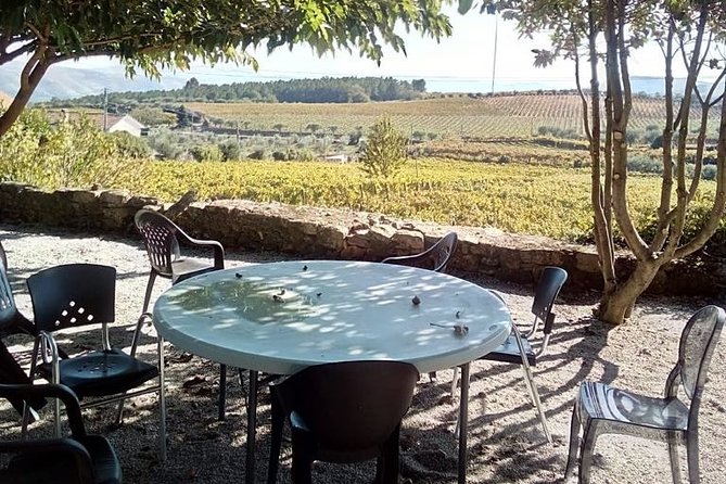 Douro Valley: A Half-Day, 1 winery, tatings & 1-h Boat tour - Vineyard Wine Tasting in the Douro Valley: What to Expect
