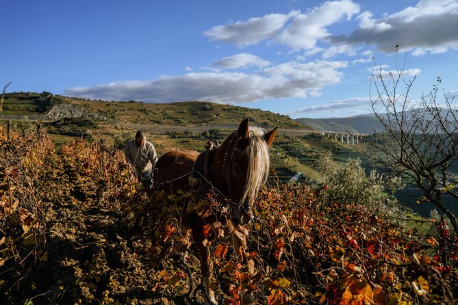 DOURO VALLEY: Lunch in a winery, tastings & 1-h private boat tour - The pace, the group size, and why that matters