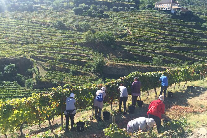 Douro valley Majestic - Sabrosa viewpoint: a 30-minute reset with big payoff