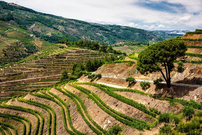 Douro Valley Private Day Trip including Boat Ride & Wine Tasting - Quinta do Infantado: the tasting that earns its time