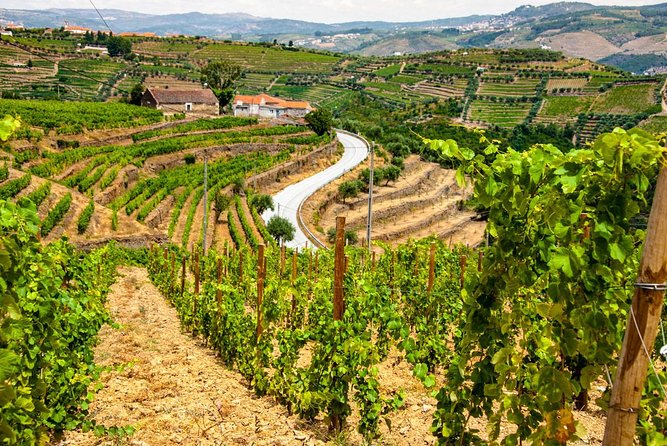 Douro Valley Private Day Trip including Boat Ride & Wine Tasting - Scenic photo stops and viewpoint time: why they make the day feel special