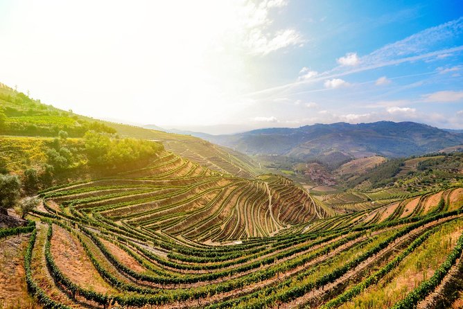 Douro Valley Private Full–Day Tour from Porto - Quinta de São Luís: where the Port story gets hands-on