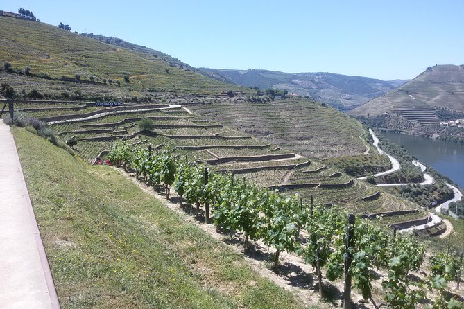 Douro Valley Private Premium Tour with Wine Tasting (1 to 4 people) - Stop 2 in Lamego: Winery Time, Port Tasting, and Lunch You Choose