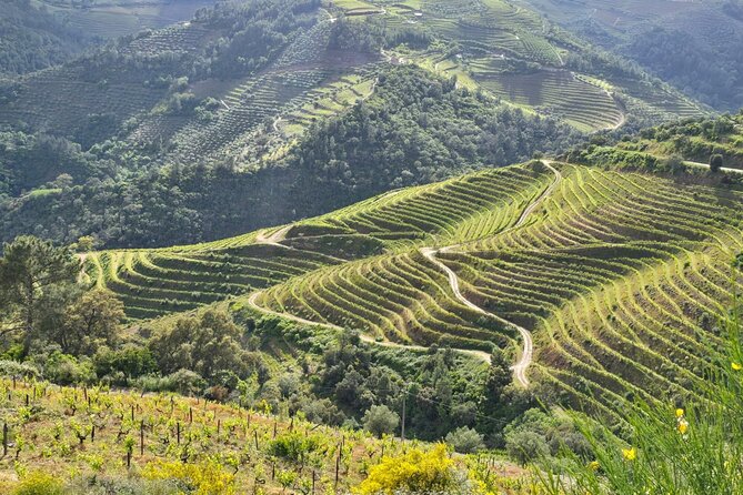 Douro Valley private tour full day - Price and Value: What Your $260.24 Buys You