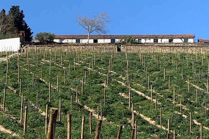 Douro Valley private tour includes wine tasting and boat trip - Key highlights at a glance