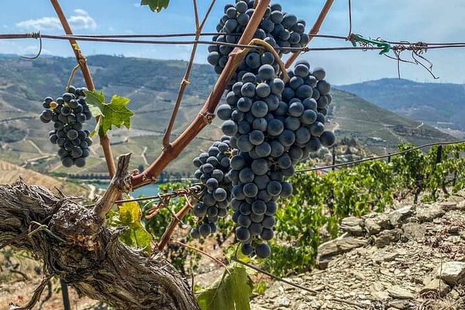 Douro Valley Small-Group Tour: 2 Wineries, Lunch, Optional Cruise - Key points to know before you go