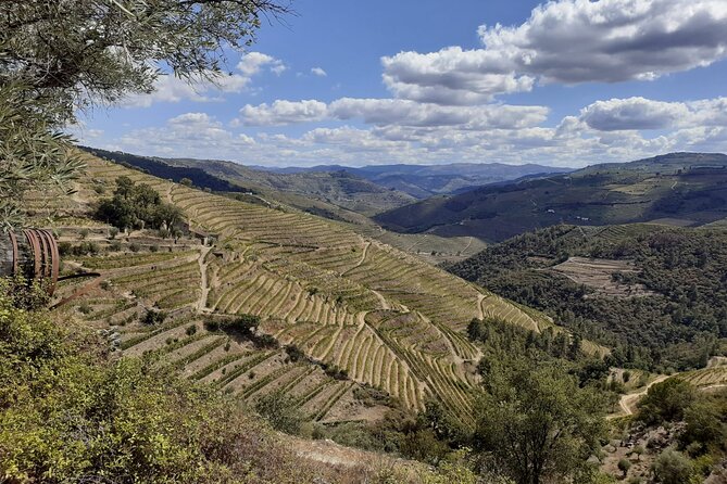 Douro Valley Small-Group Tour: 2 Wineries, Lunch, Optional Cruise - First winery stop: what to look for at a place like Quinta do Cume