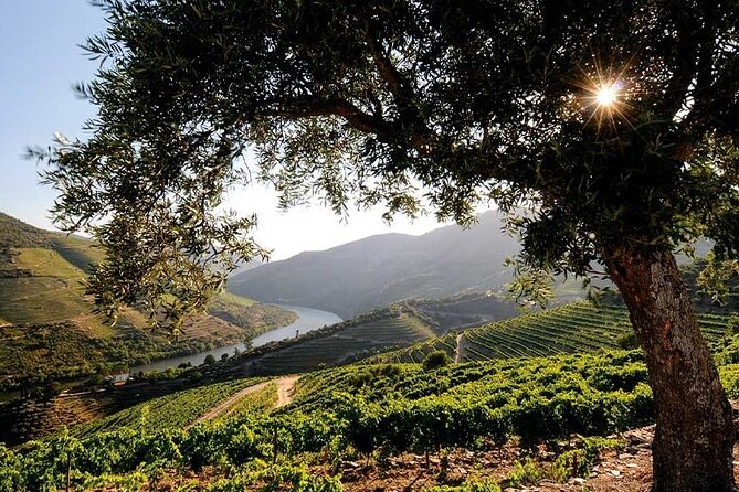 Douro Valley Small-Group Tour: 2 Wineries, Lunch, Optional Cruise - Optional Douro River cruise from Pinhão: worth it if you want a new angle