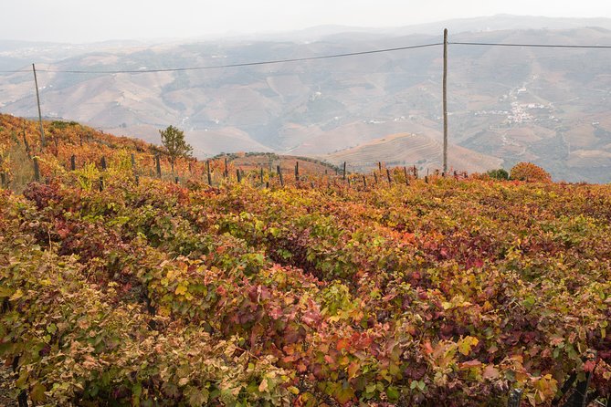 Douro Valley Small-Group Tour with Wine Tasting, Lunch and Boat - The morning drive and N222 views on the way to Pinhão