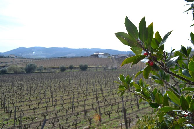 Douro Valley Tour: 2 Vineyard Visits, River Cruise, Winery Lunch - What you’re really paying for: value in transport, tastings, and a guided day