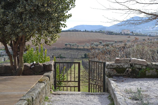 Douro Valley Tour: 2 Vineyard Visits, River Cruise, Winery Lunch - Guide quality is a real part of the experience