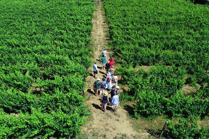 Douro Valley Tour - 3 Wine tastings, Lunch & river Cruise - Régua Coffee Stop and a 19th-Century Bridge Break