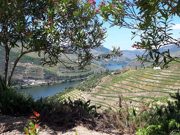 Douro Valley Tour (wine & Food) - Lunch confusion: what to verify before you commit