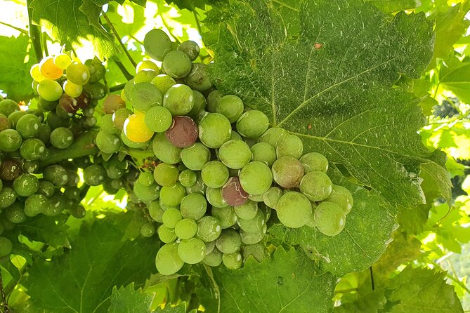Douro Valley Tour with Train and Vinho Verde - Amarante: sweets, Vinho Verde, and regional flavors