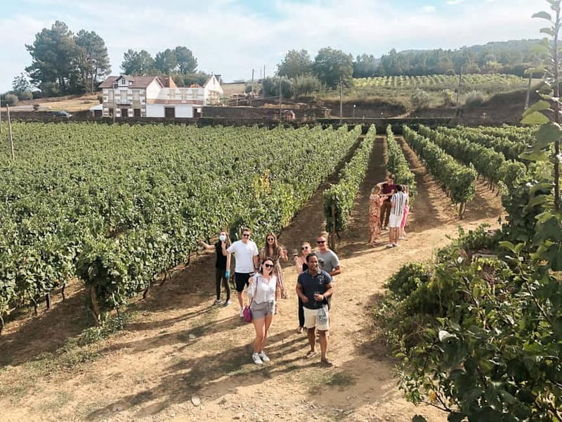 Douro Valley: Tour with Wine Tastings, Lunch, and Boat Ride - Key highlights you will feel right away