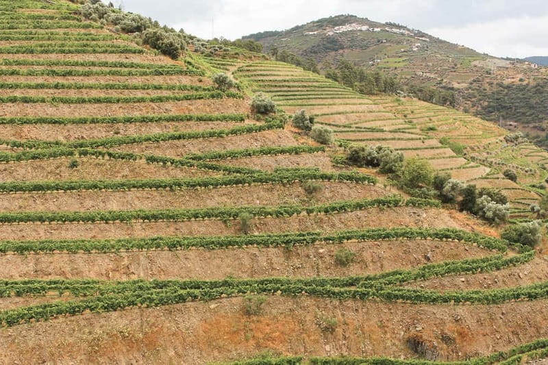 Douro Valley: Tour with Wine Tastings, Lunch, and Boat Ride - Pinhão boat cruise: 1 hour of calm on the Douro