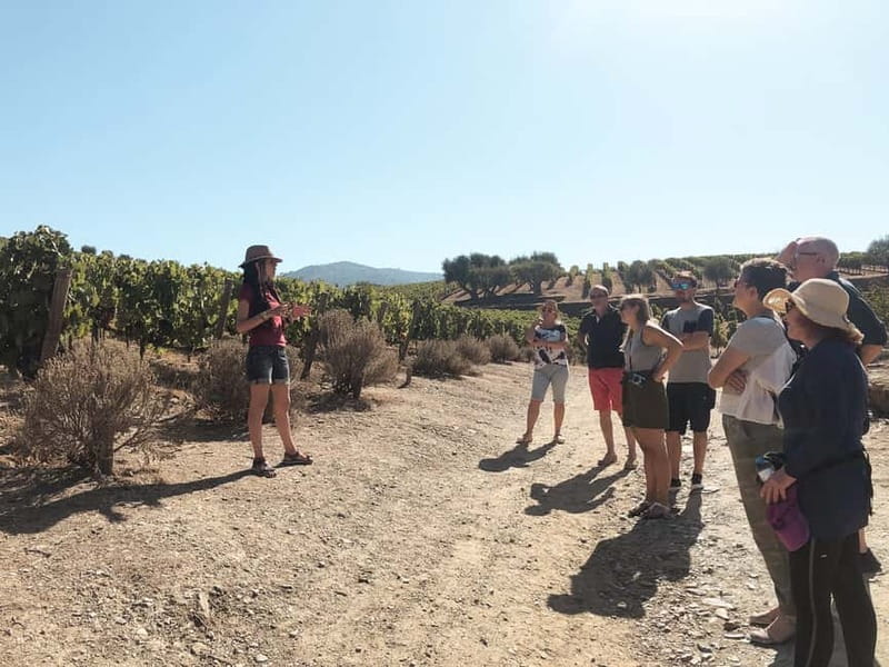 Douro Valley: Tour with Wine Tastings, Lunch, and Boat Ride - Lunch at a Portuguese restaurant with real menu choices