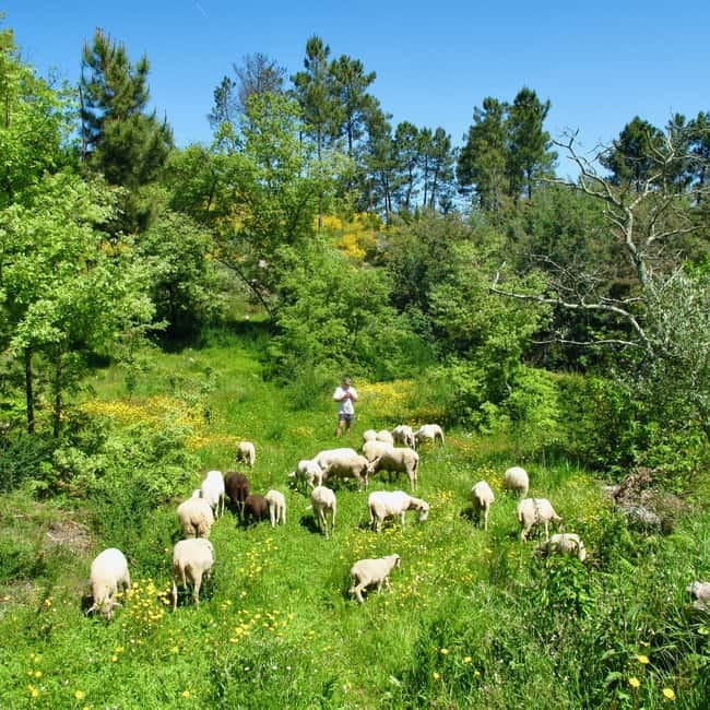 Douro Valley: Traditional Cooking Class, Farm Tour and Lunch - Quick hits: what makes this Douro Valley farm day work
