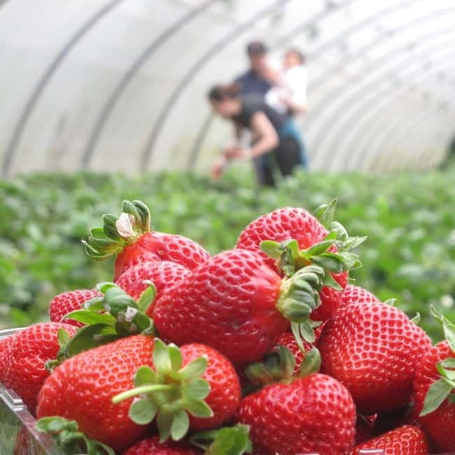 Douro Valley: Traditional Cooking Class, Farm Tour and Lunch - Harvest and animals: strawberries, eggs, lemons, and farm life up close
