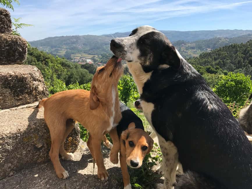Douro Valley: Traditional Cooking Class, Farm Tour and Lunch - The shared meal: wine included, but the real focus is the table talk