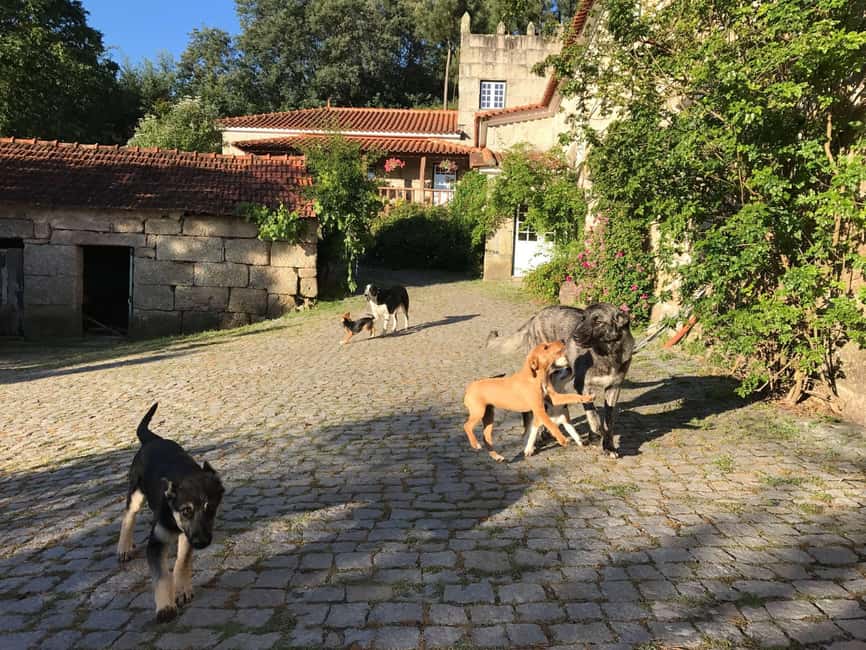 Douro Valley: Traditional Cooking Class, Farm Tour and Lunch - Price and value: what $175 covers, and why the math can work