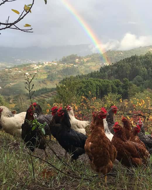 Douro Valley: Traditional Cooking Class, Farm Tour and Lunch - Best fit for families, food lovers, and people who want the real pace