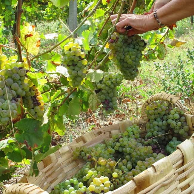 Douro Valley: Traditional Cooking Class, Farm Tour and Lunch - Practical tips for your 4-hour Douro Valley farm lunch