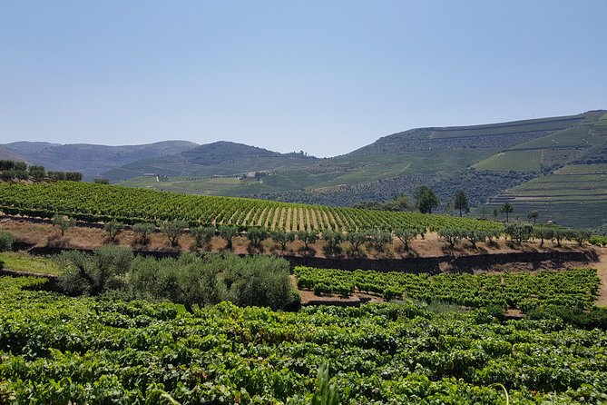 Douro Valley Wine Tour: 3 Vineyard Visits, Wine Tastings, Lunch - Group size, comfort, and why your seat can matter