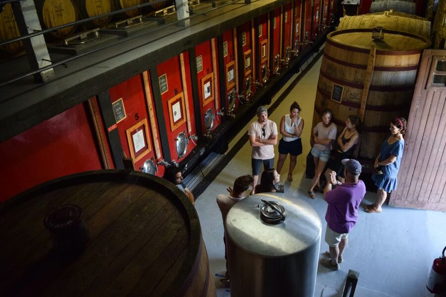 Douro Valley: Winery Tour at Quinta do Tedo and Tastings - The guided tour walk, from vineyards to olive orchards