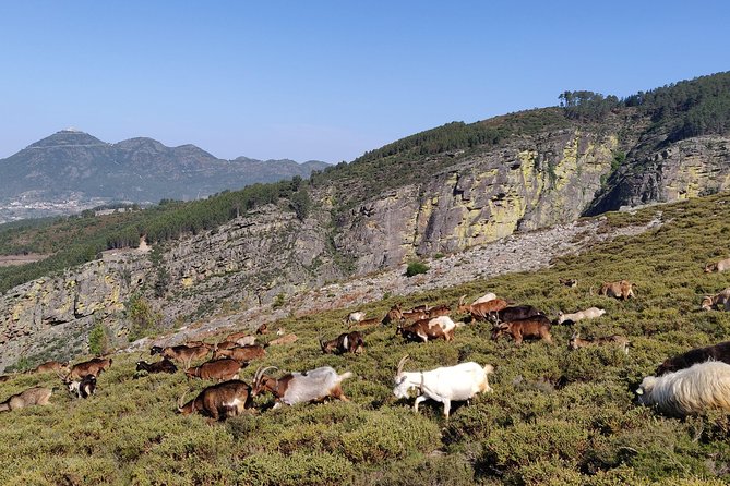 Fisgas de Ermelo Trail - Getting to the trail: Mondim de Basto as your base