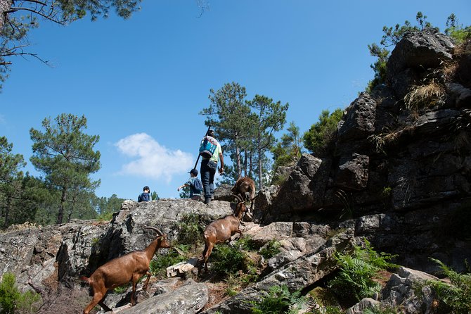 Fisgas de Ermelo Trail - Piocas lagoon cooling break: optional, but worth it when it’s hot