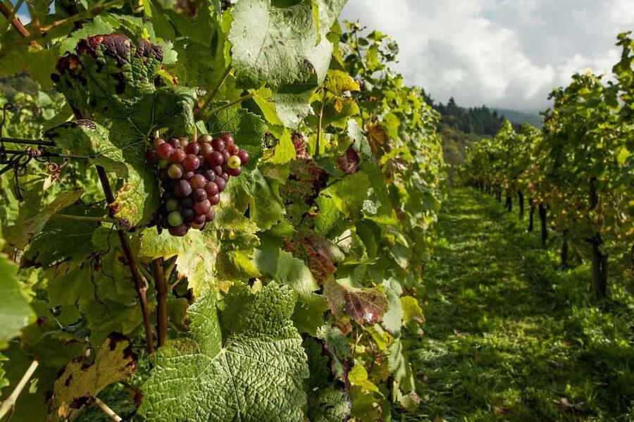 From Porto: 2 Wine Regions, Farm Lunch, and Boat Ride - Pinhão and the Rabelo Boat Ride Through Terraced Hillsides