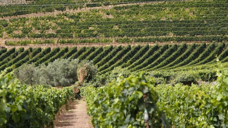 From Porto: 2 Wine Regions, Farm Lunch, and Boat Ride - Miradouro São Cristovão Photo Stop: Quick, But Worth It