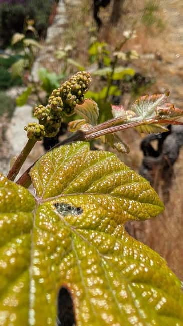 From Porto: 2 Wine Regions, Farm-to-Table Lunch & Boat - Douro Valley food and tastings, where the guide becomes part of the flavor