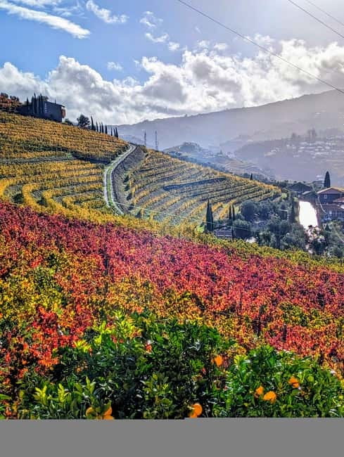 From Porto: 2 Wine Regions, Farm-to-Table Lunch & Boat - Wine guides and the WSET angle, why it changes the quality of the talk