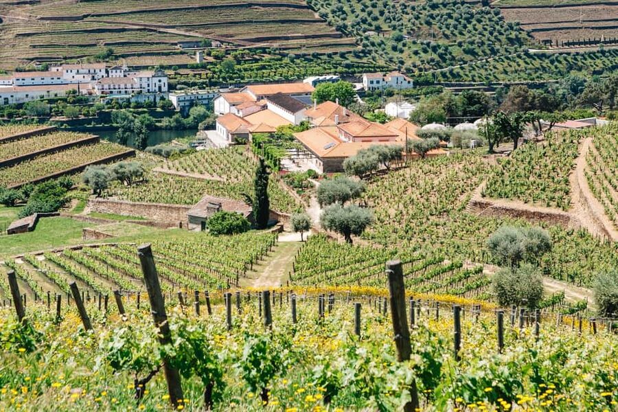 From Porto: Douro Valley - half a day on a wine experience - Key highlights to know before you go