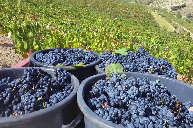 From Porto: Douro Valley Tour with 2 Wineries, Lunch and Cruise - Scenic Photo Stops in the Douro Valley, Not Just Driving Through