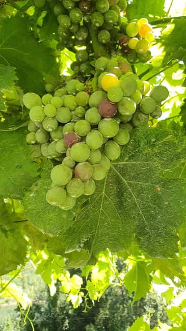 From Porto: Douro Valley Wine Tasting Tour With Hotel Pickup - Amarante, the 75-minute break that makes the day feel real