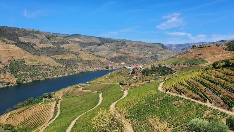 From Porto: Douro Valley Wine Tasting Tour With Hotel Pickup - Sabrosa lunch, where the day slows just enough