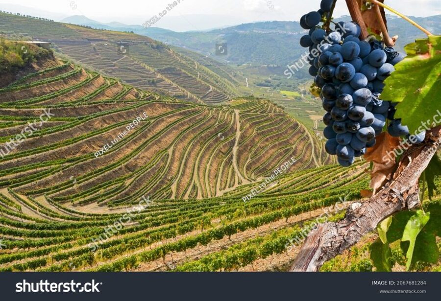 From Porto: Full-Day Douro Historical Tour - Douro Valley Port tasting: what you get and what to watch for