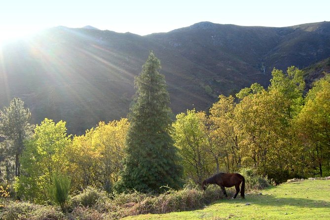 From Porto: Peneda-Gerês National Park Full Day Tour - Gerês town time: thermal country plus a real lunch break